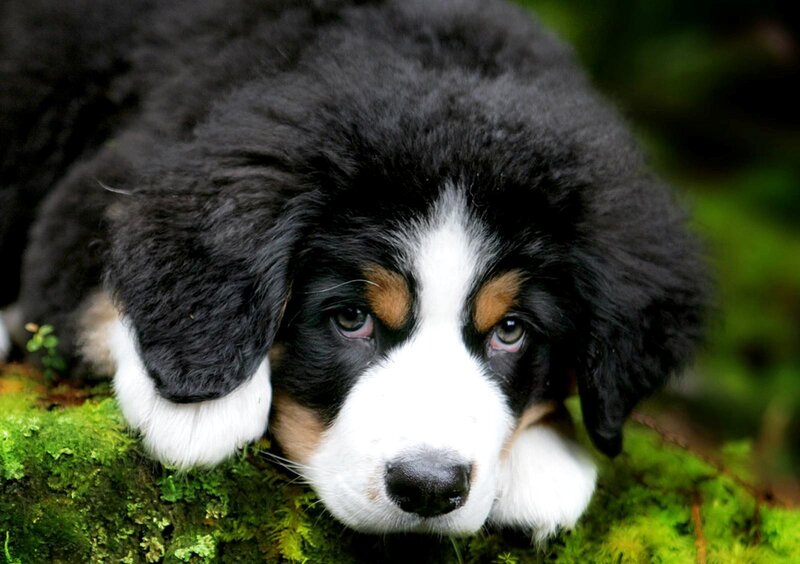 Bernese Mountain Puppy — Black, Calm, Photograph