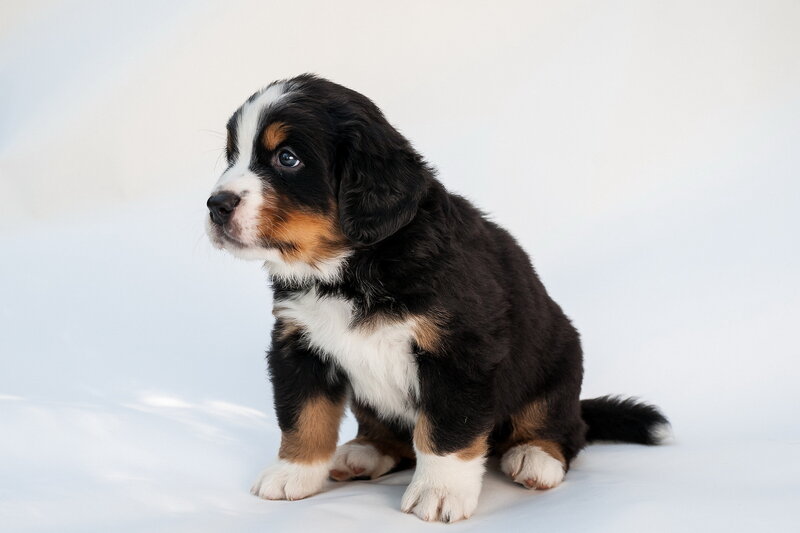 Bernese Mountain Puppy — Black, Calm, Photograph, White Background