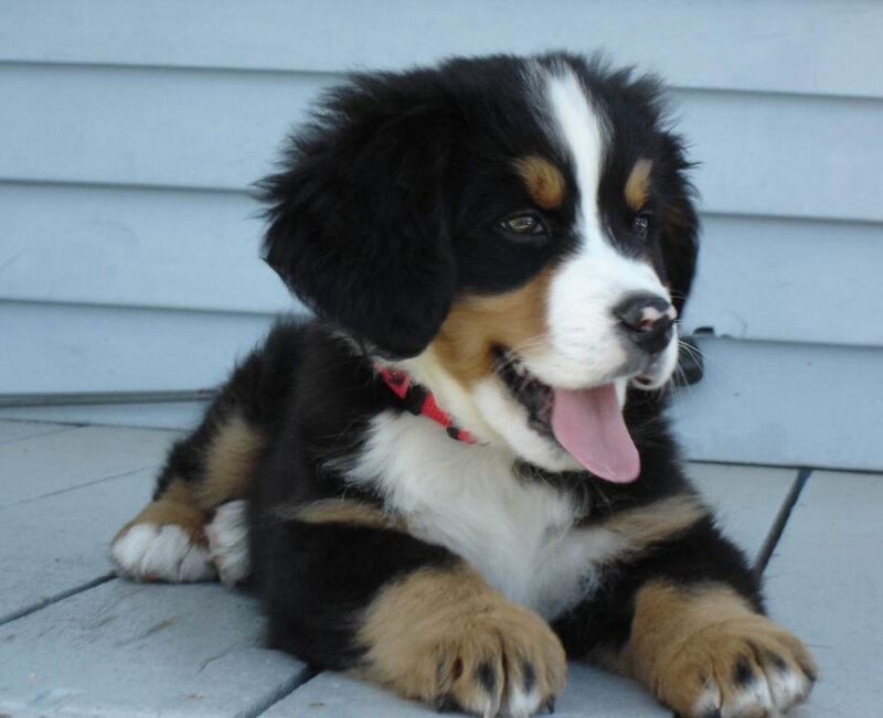 Bernese Mountain Puppy — Black, Calm
