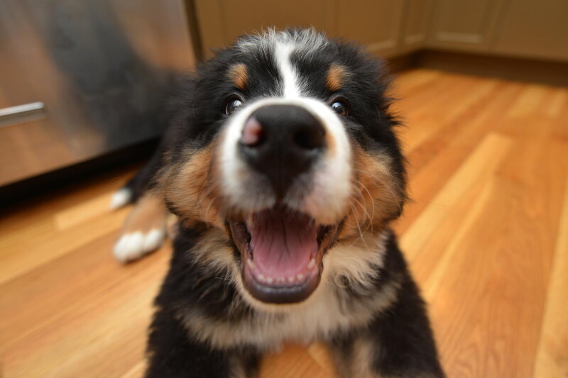 Bernese Mountain Puppy — Black, Playful, Photograph