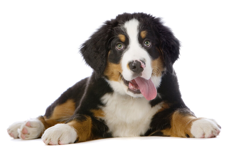 Bernese Mountain Puppy — Black, Playful, Photograph, White Background