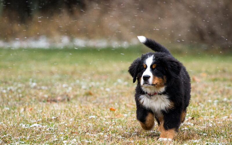 Bernese Mountain Puppy — Black, Playful