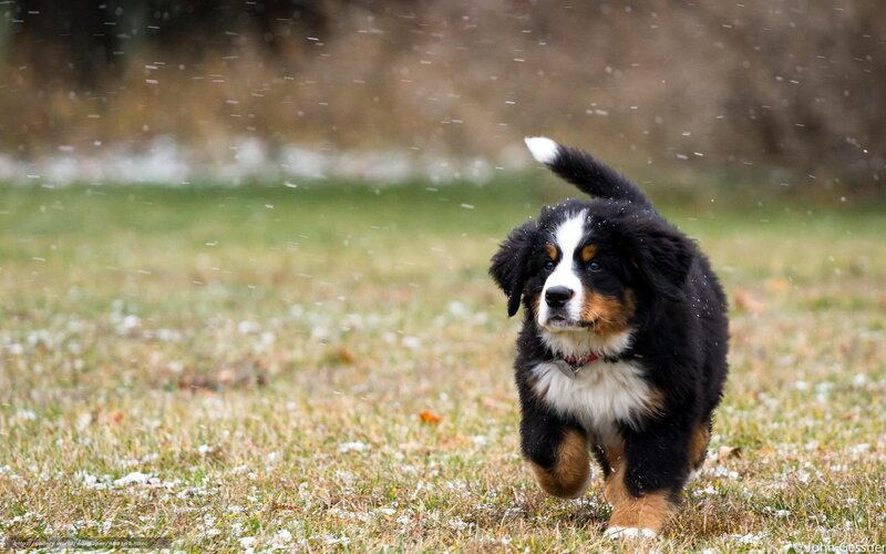 Bernese Mountain Puppy — Black, Playful, Winter