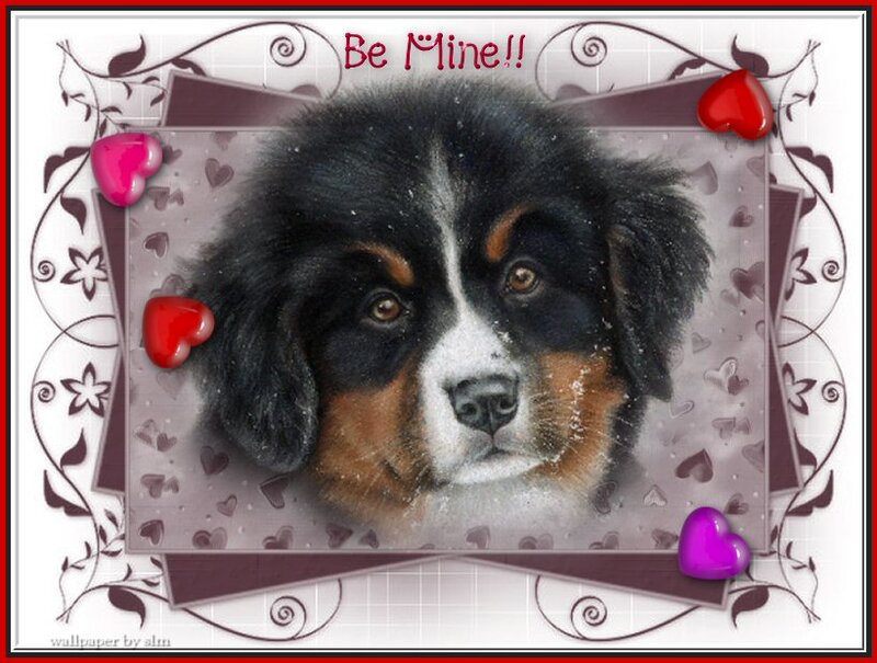 Bernese Mountain Puppy — Black, Romantic