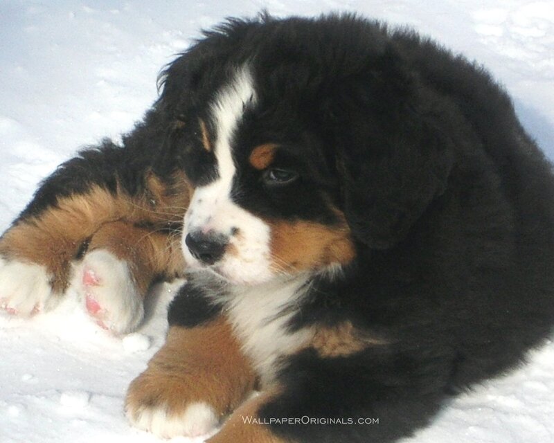 Bernese Mountain Puppy — Black