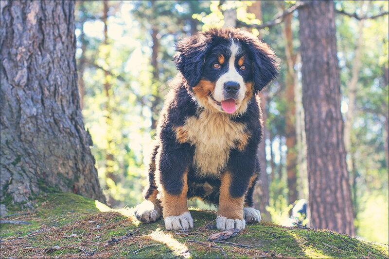 Bernese Mountain Puppy — Brown, Calm