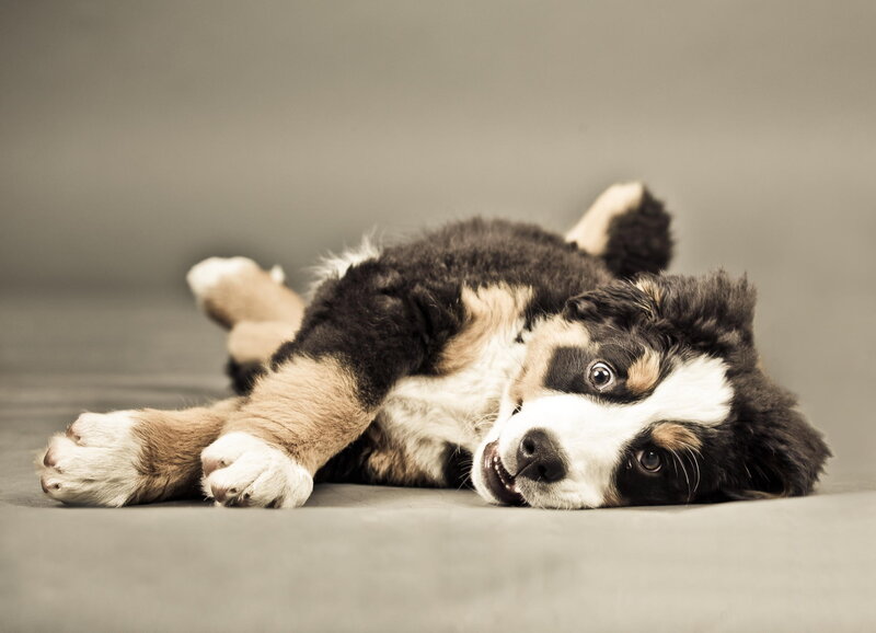 Bernese Mountain Puppy — Brown