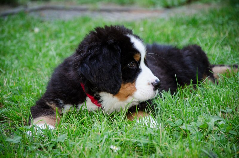 Bernese Mountain Puppy — Green, Calm, Afternoon, Photograph
