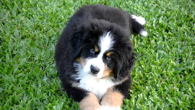 Bernese Mountain Puppy — Green, Calm, Afternoon