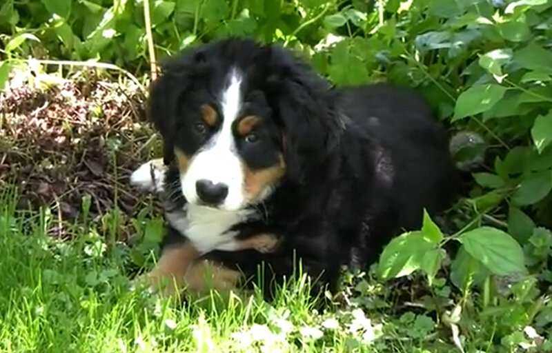 Bernese Mountain Puppy — Green, Calm