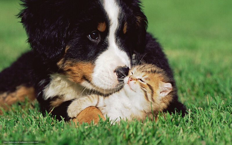 Bernese Mountain Puppy — Green, Peaceful