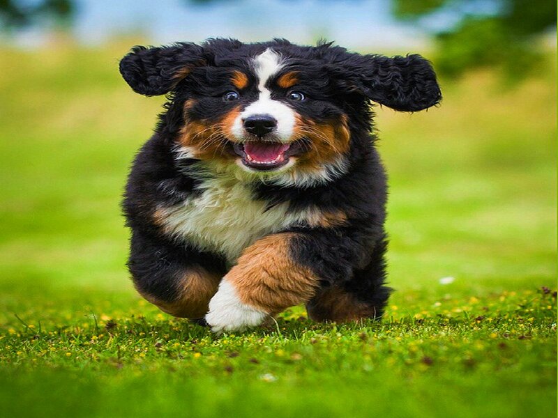 Bernese Mountain Puppy — Green, Playful