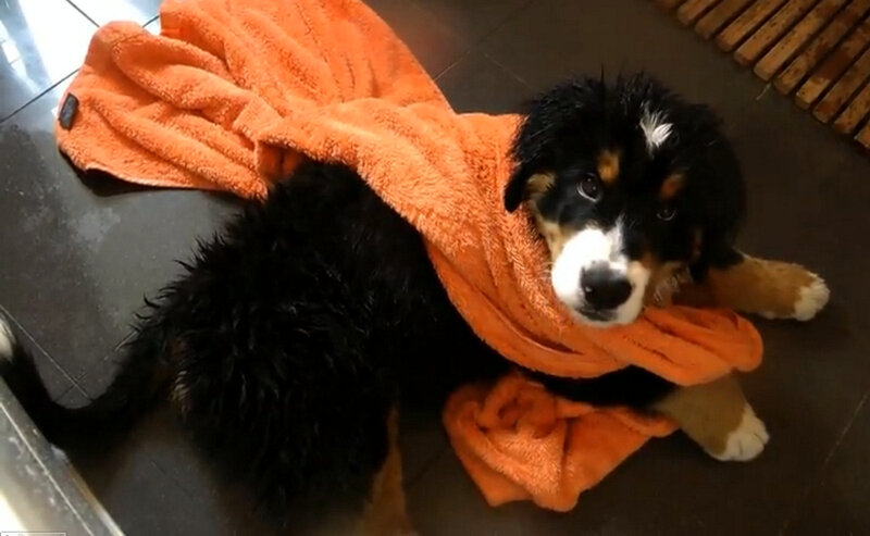 Bernese Mountain Puppy — Orange