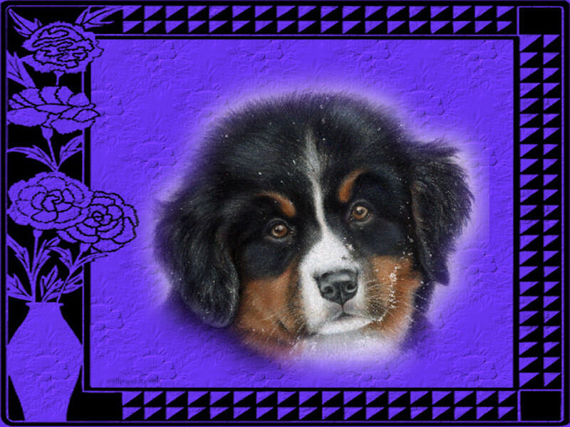 Bernese Mountain Puppy — Purple