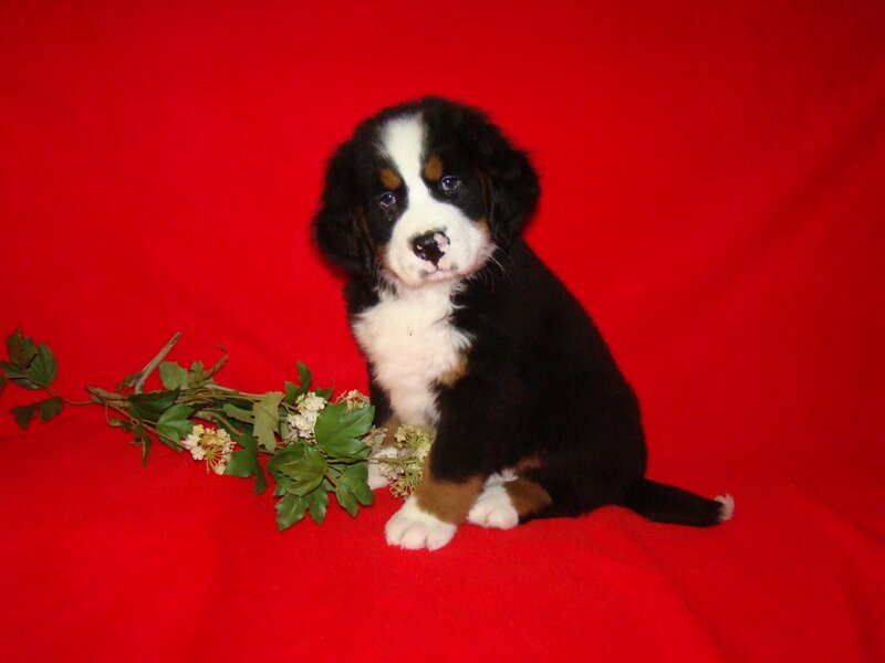 Bernese Mountain Puppy — Red, Calm