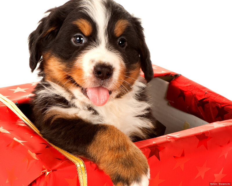 Bernese Mountain Puppy — Red, Happy