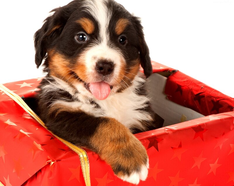 Bernese Mountain Puppy — Red, Playful