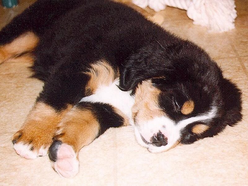 Bernese Mountain Puppy