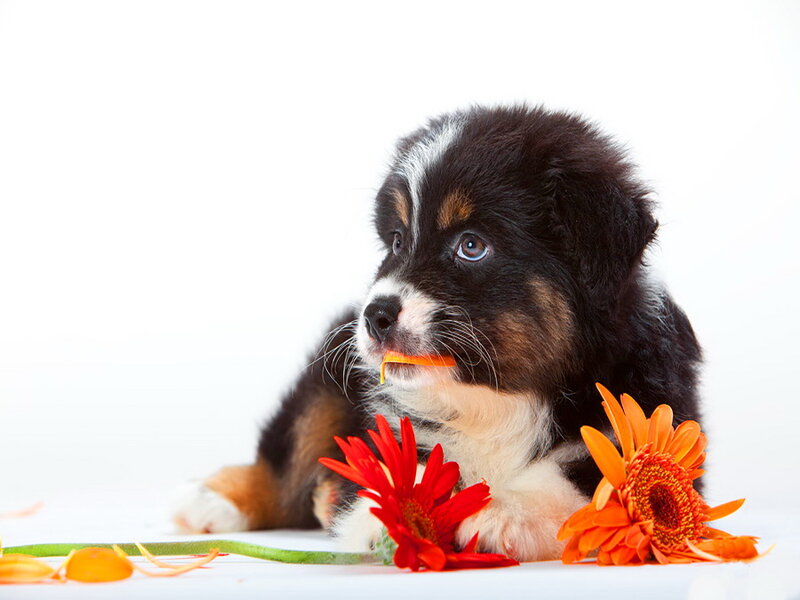 Bernese Mountain Puppy — White