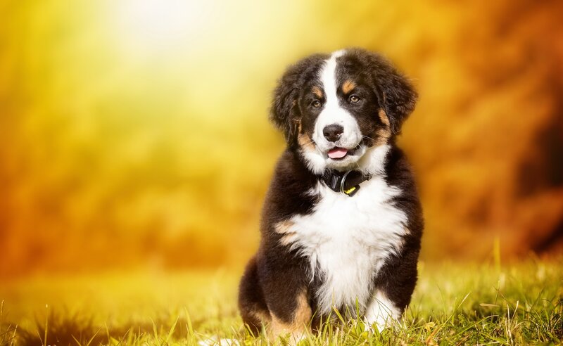 Bernese Mountain Puppy — Yellow