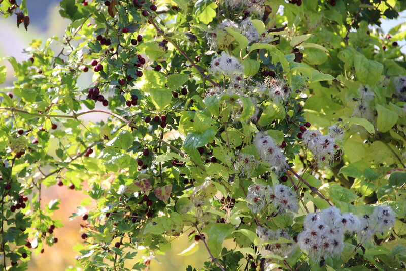 Berries and Seed Heads
