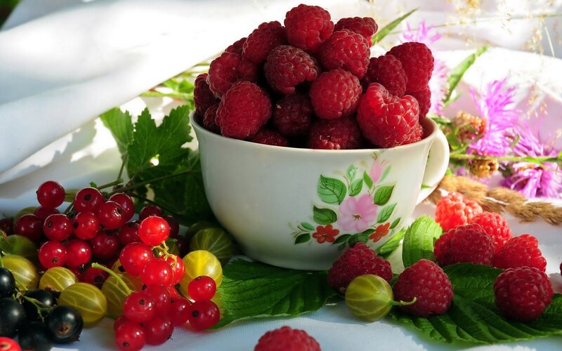 Berries in a Cup — Red