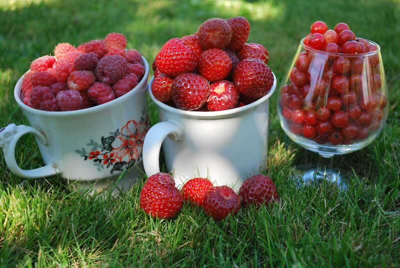 Berries in Cups on Grass — Red, Serene