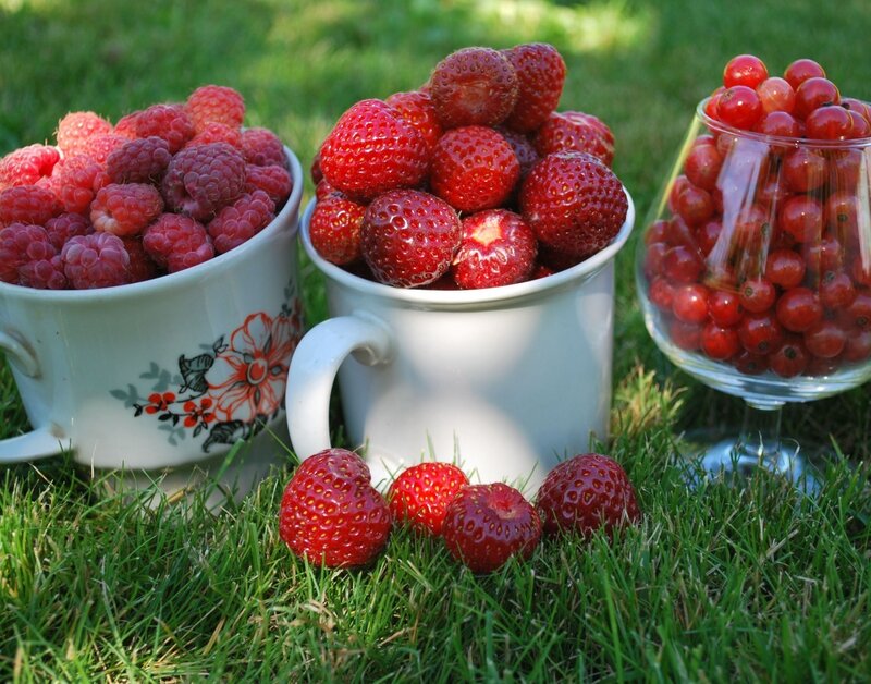 Berries in Cups on Grass