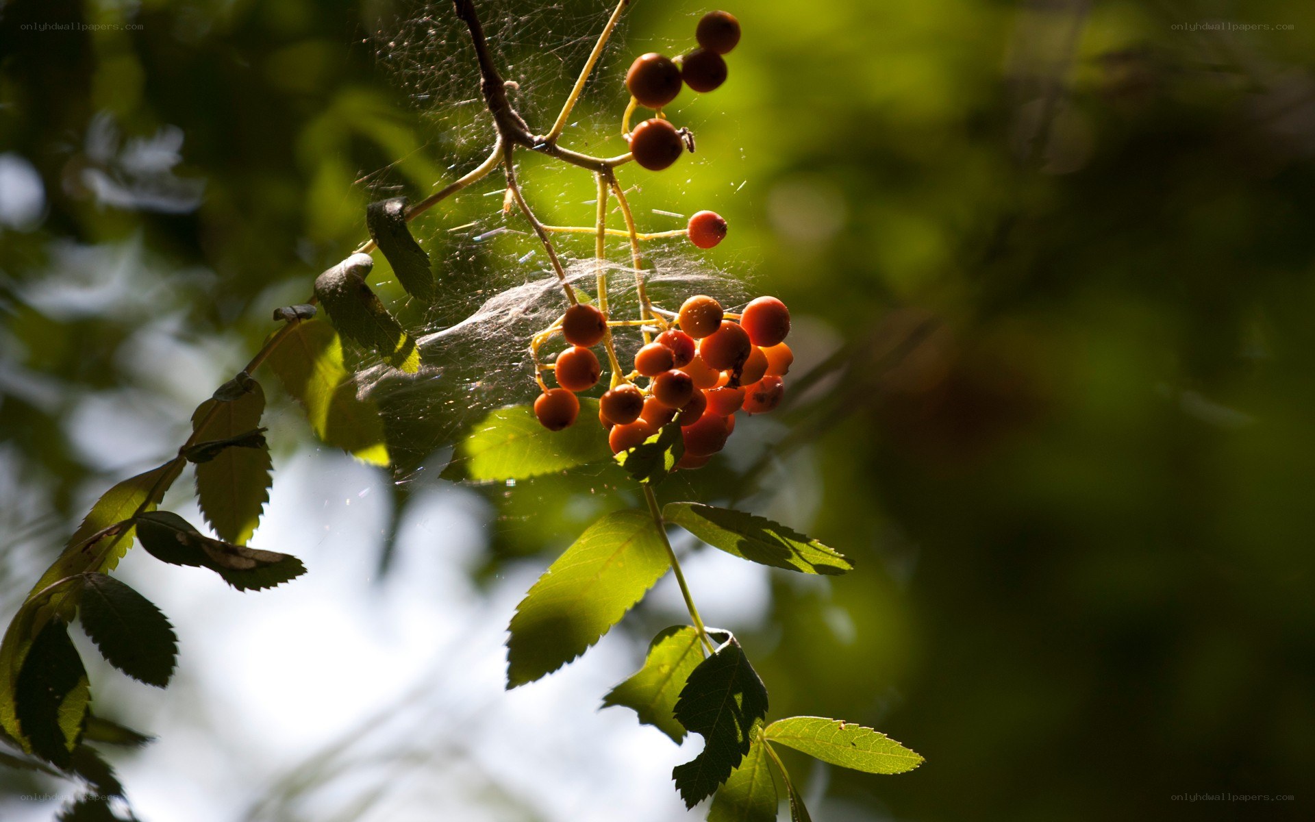 berries in sunlight