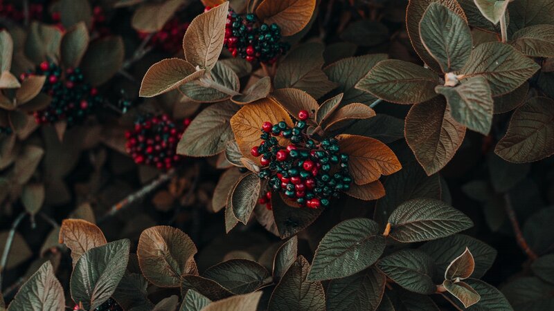 Berries on a Bush — Green