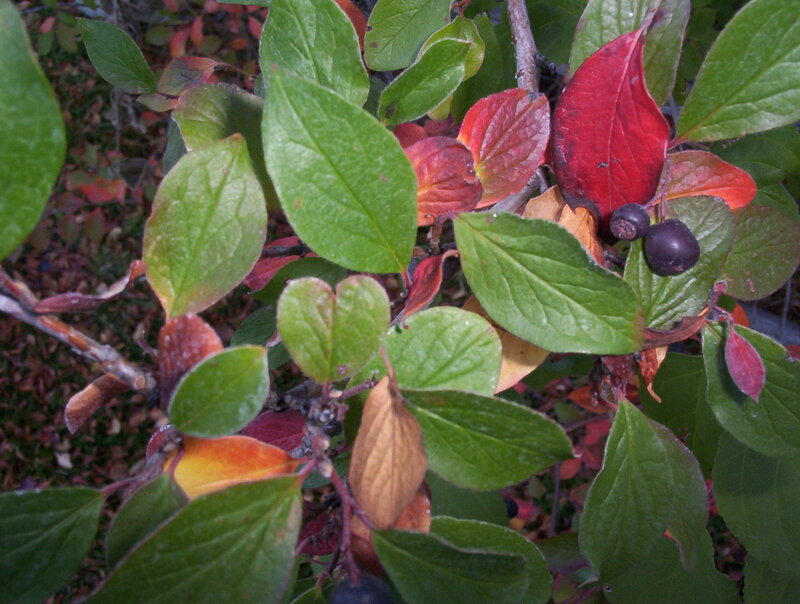 Berries on a Bush