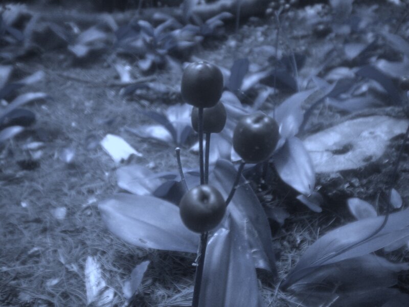 Berries on a Plant