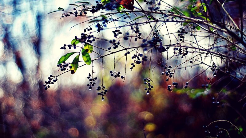 Berries on Tree Branches