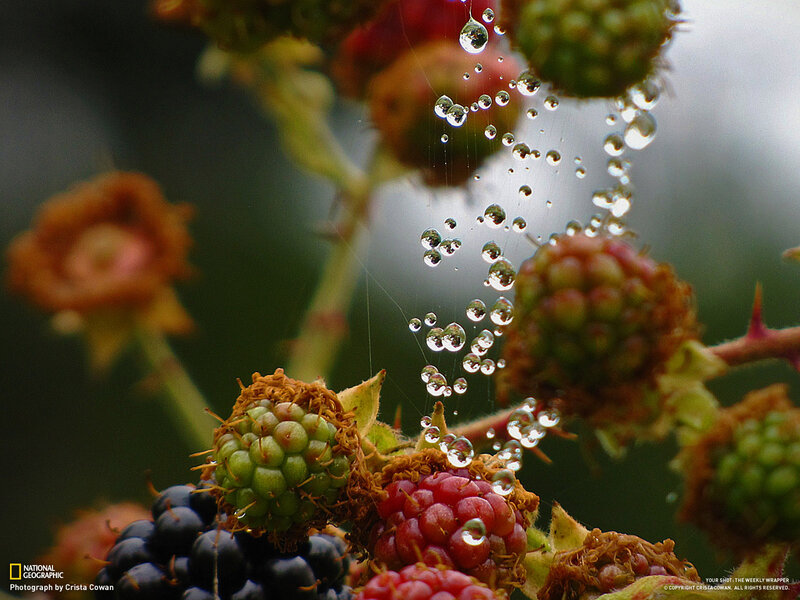 Berries with Dew Drops