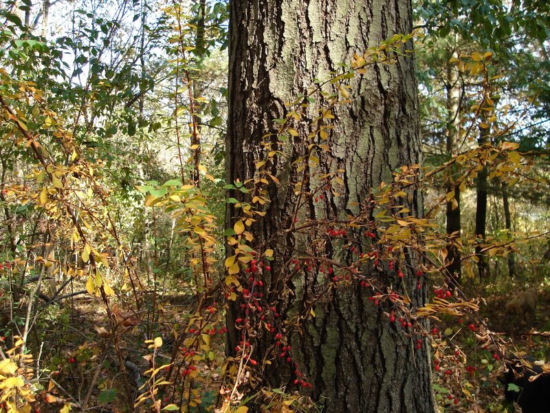 Berry Bush on Tree Trunk