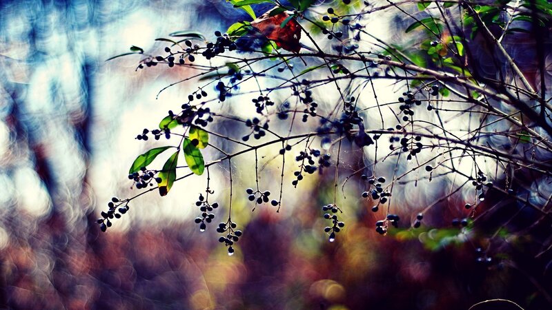 Berry-laden Branches