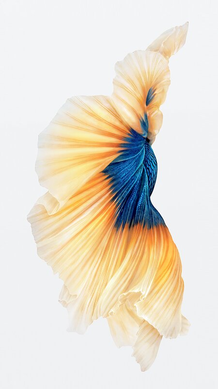 Betta Fish Fin