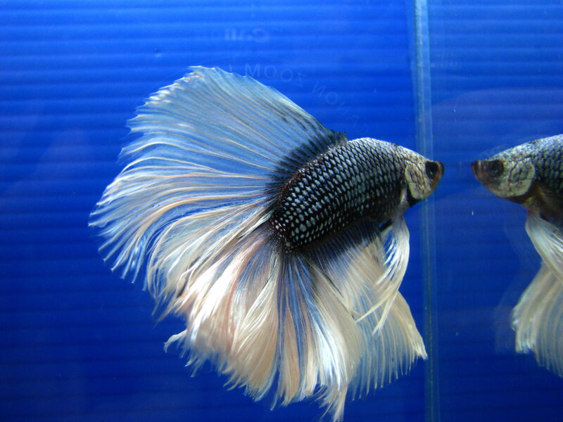 Betta Fish in Aquarium