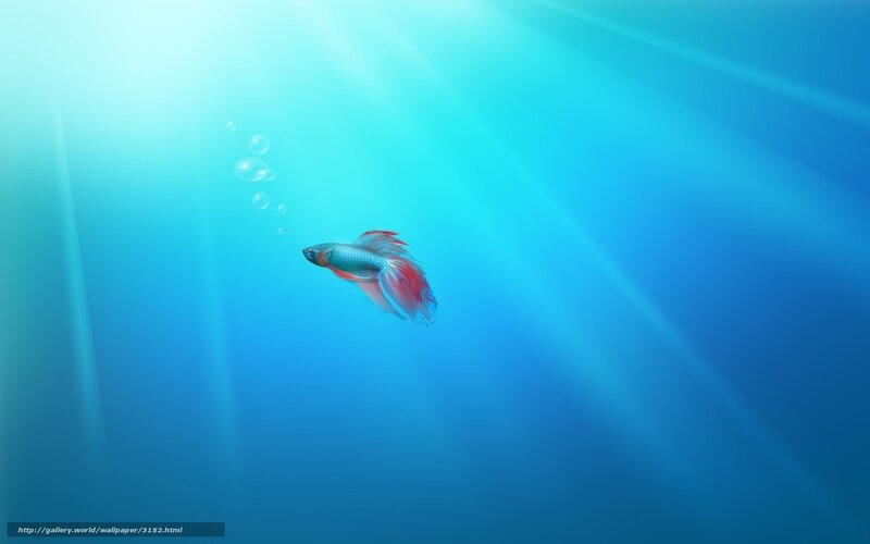 Betta fish in blue water
