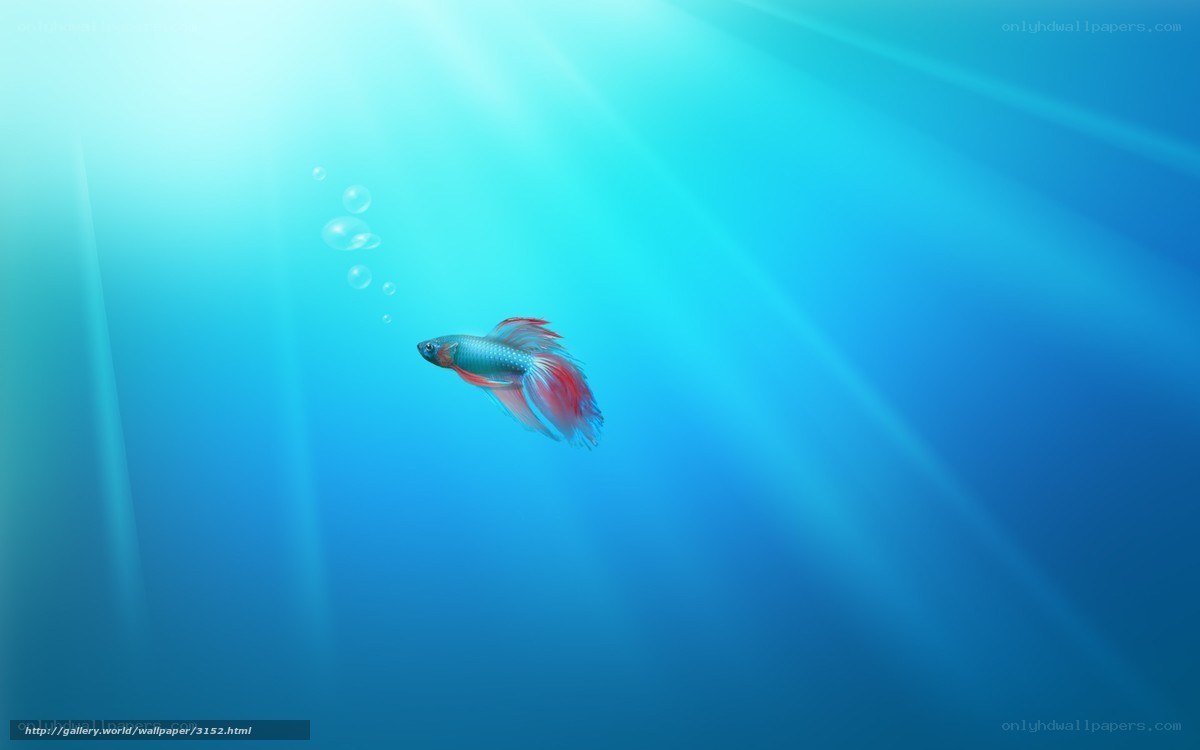 Betta fish in blue water