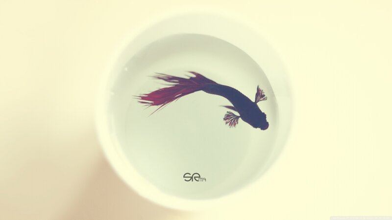 Betta Fish in Bowl