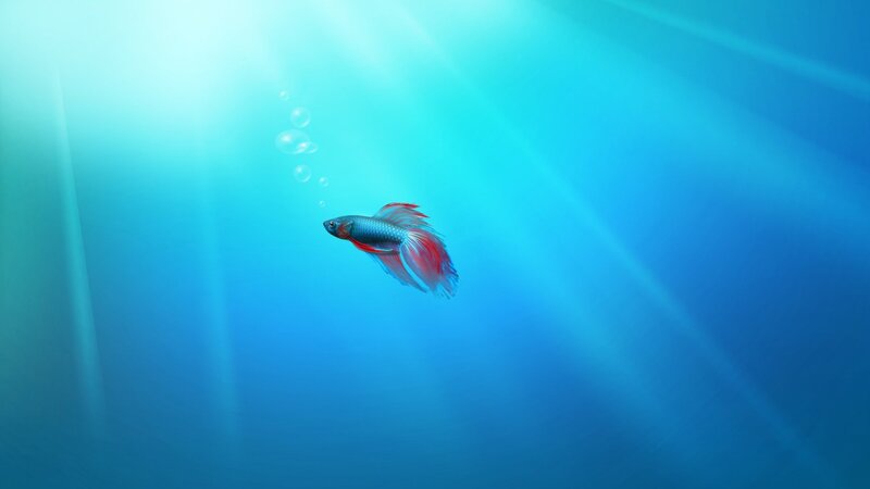 Betta Fish Swimming — Blue, Serene, Digital Art, Bubbles, Sunlight, Cyan, Red