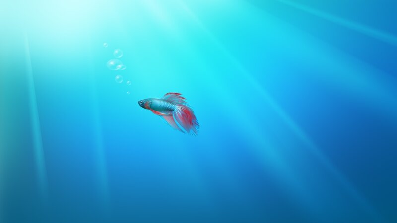 Betta Fish Swimming — Blue