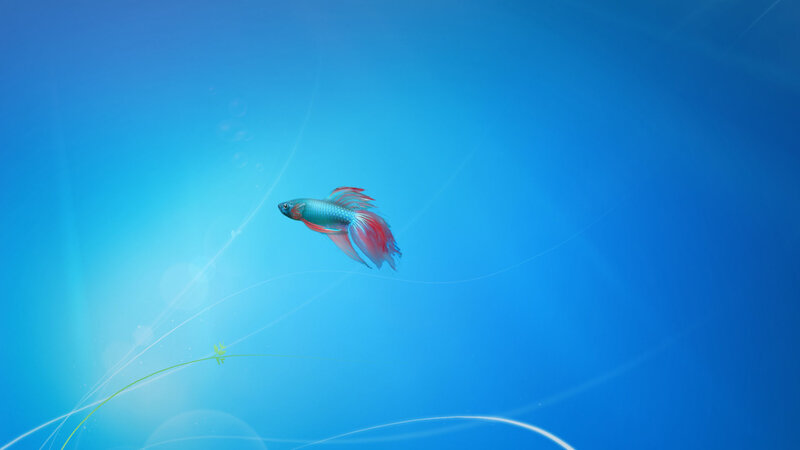 Betta fish swimming in blue water