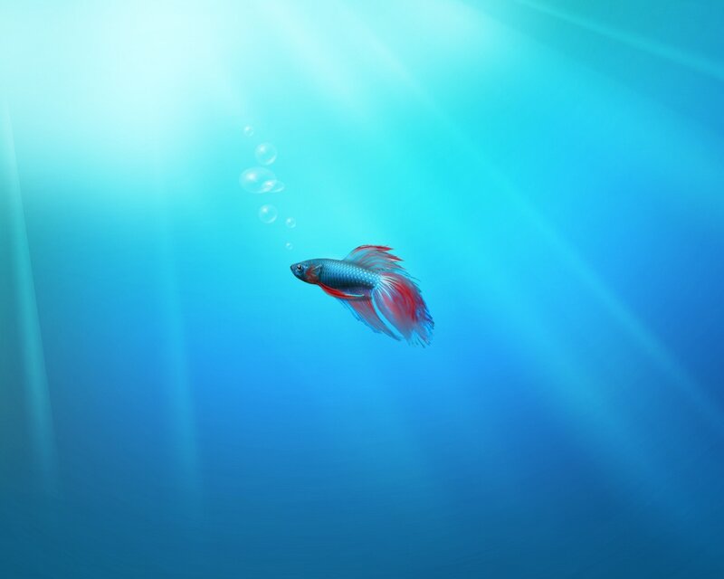 Betta fish swimming in blue water