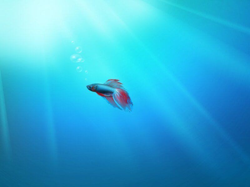 Betta fish swimming in blue water