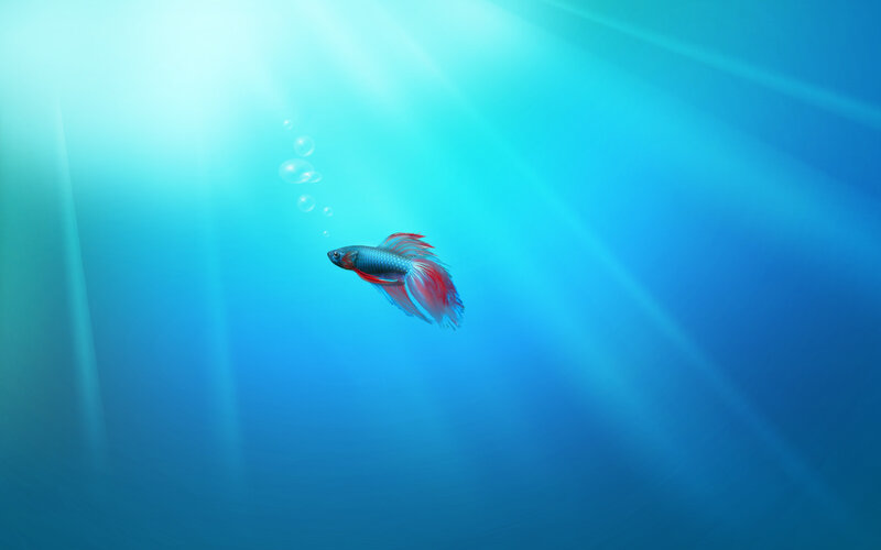 Betta fish swimming in blue water