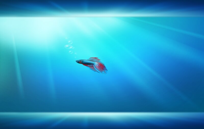 Betta fish swimming in blue water