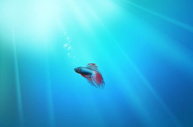 Betta fish swimming in blue water