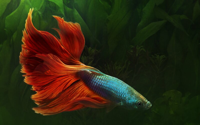 Betta Fish Swimming